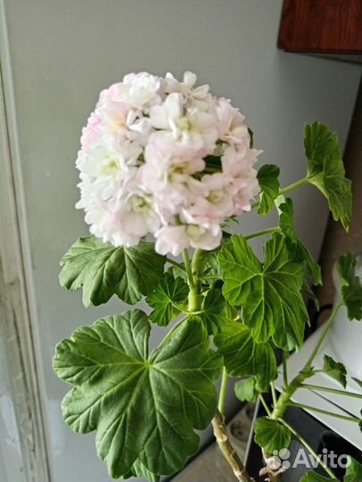 Пеларгония герань сортовая