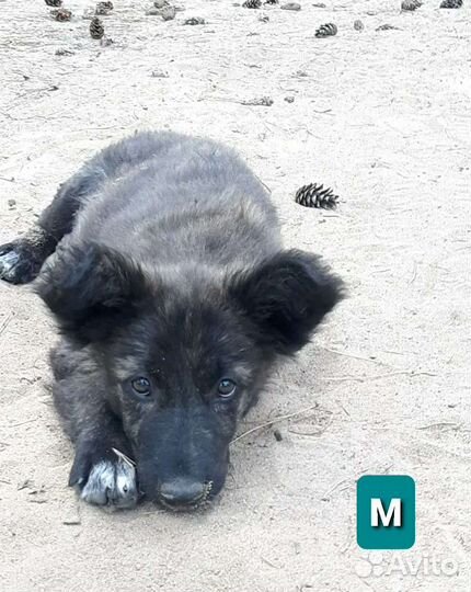 Собаки бесплатно в добрые руки щенки