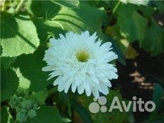 Саженцы хризантемной и крупной ромашки