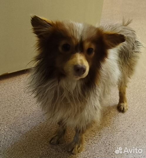 Собачка ищет семью