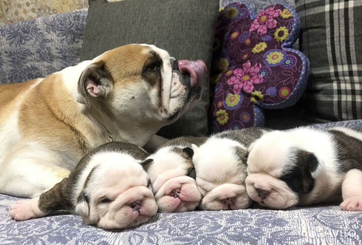 Няня для собак и кошек