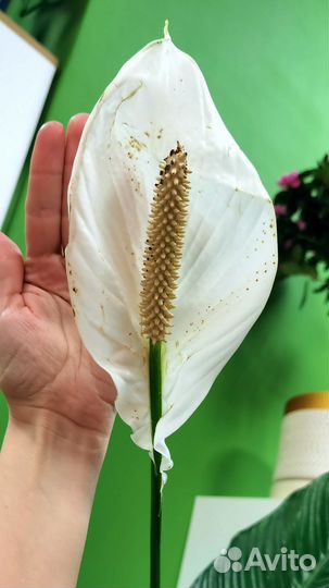 Цветущие делёнки гигантского Спатифиллума