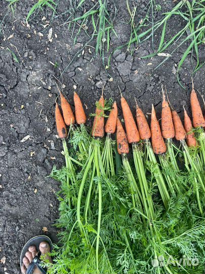 Морковь оптом