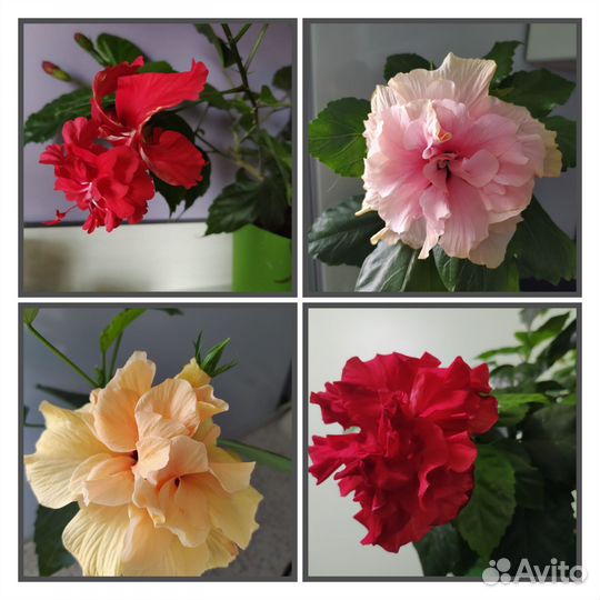 Гибискусы набор