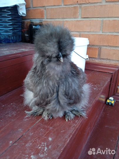 Китайские шелковые курочки