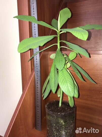 Синадениум