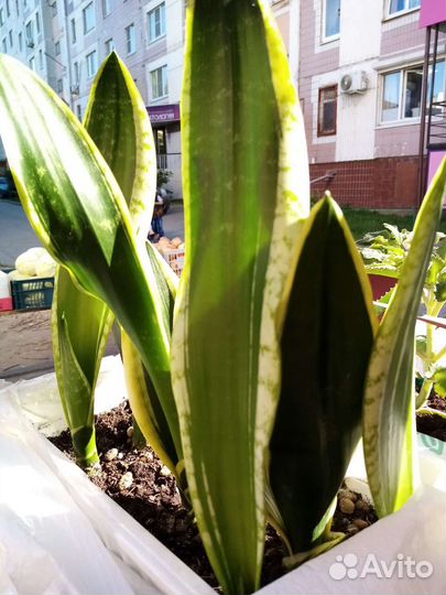 Сансевиерия сортовая