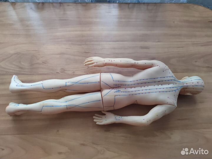 Муляж тела человека Су Джок