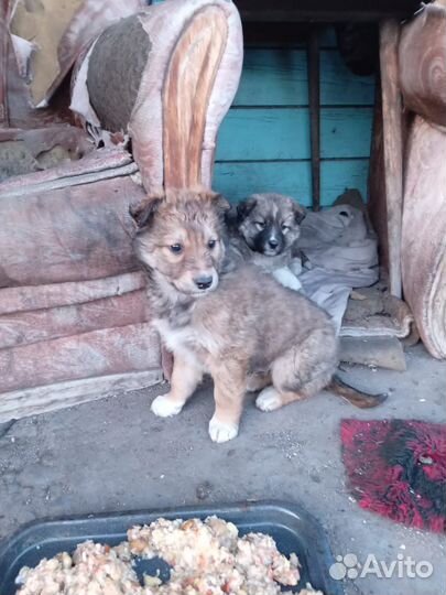 Дворняшки крупные для охраны