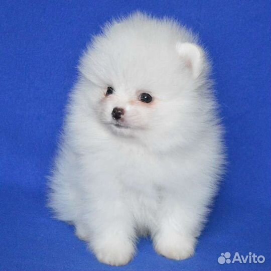 Померанский шпиц