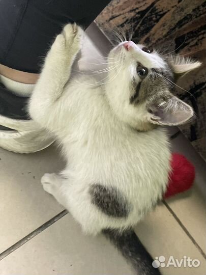 Отдаем котят в добрые руки