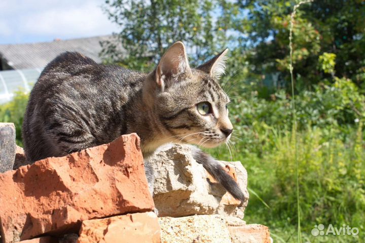 Кошки бесплатно