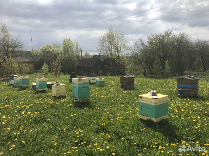 Пчелиные ульи