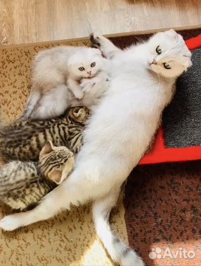 Шотландские вислоухие котята