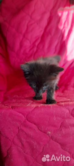 Черный котёнок девочка в добрые руки