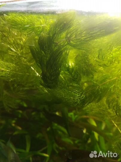 Аквариумное растение.Рыбки