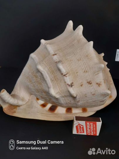 Большая морская раковина