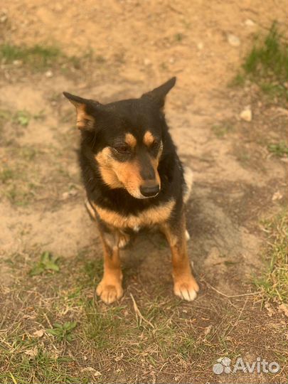 Собака Ника