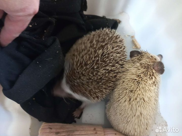 Карликовый африканский еж