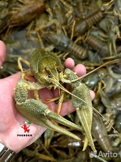 Вкусные раки роскошная варка