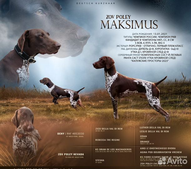 Курцхаар вязка