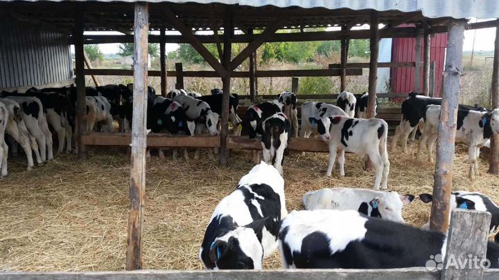 Телята, Бычки