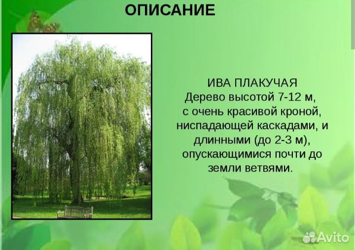 Ива плакучая