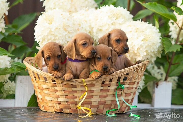 Щенки таксы миниатюрной от родителей чемпионов