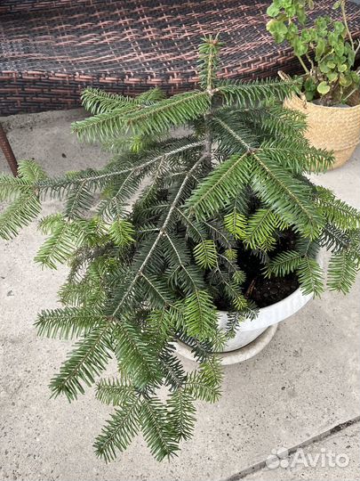 Ель живая