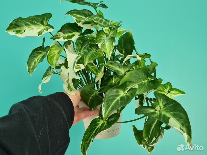 Сингониум Т-25