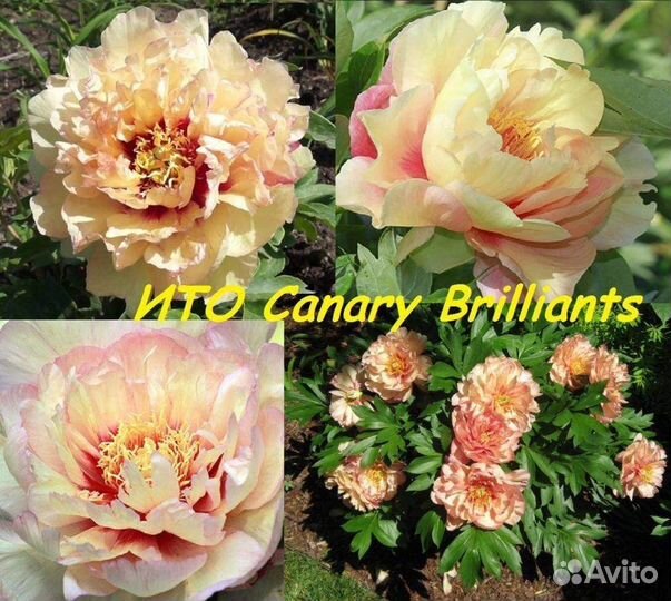 Пион Canary Brilliants