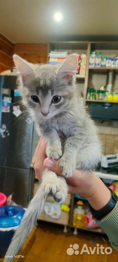 Котята