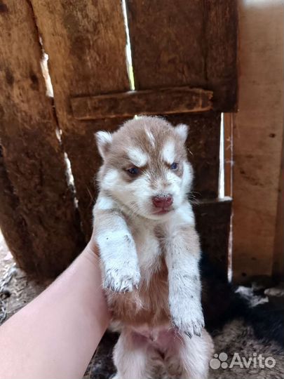 Сибирский хаски