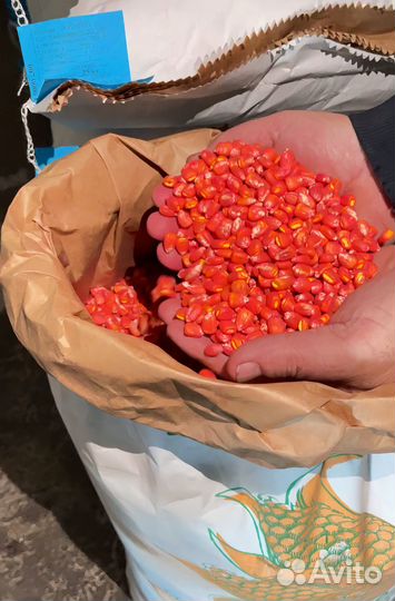 Семена кукурузы Краснодарский 291