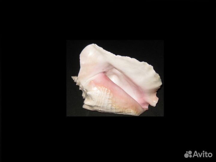 Морская раковина(ракушка)