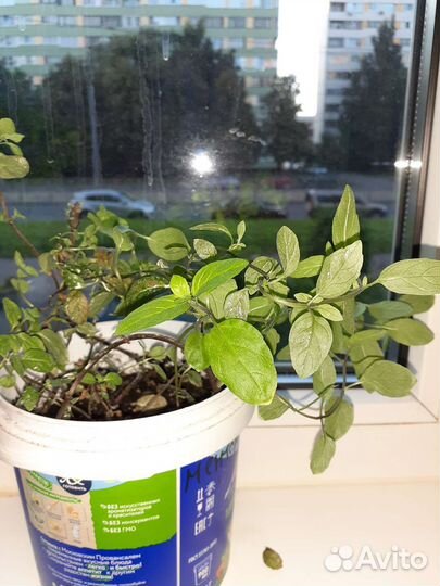 Мята разных вкусов/сортов