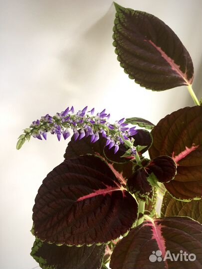 Колеус Конг цветок комнатный черенки