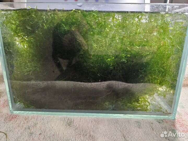 Мох для аквариума