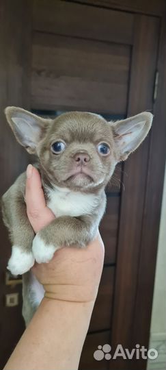 Чихуахуа девочка