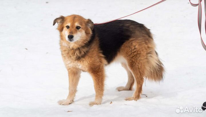 Очаровательная Герда томится в приюте