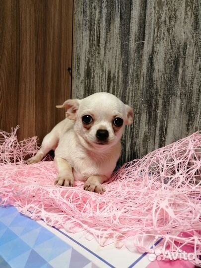 Чихуахуа кремовая девочка 6 месяцев
