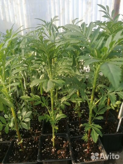 Бархатцы (Тагетес)