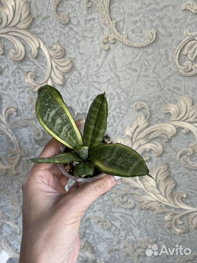 Сансевиерия разные детки