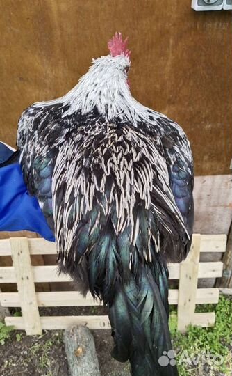 Петушки Маран