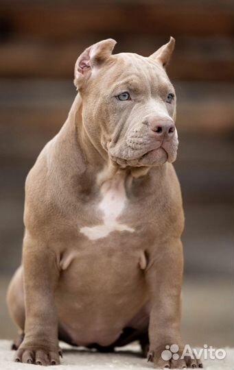 Собаки щенки