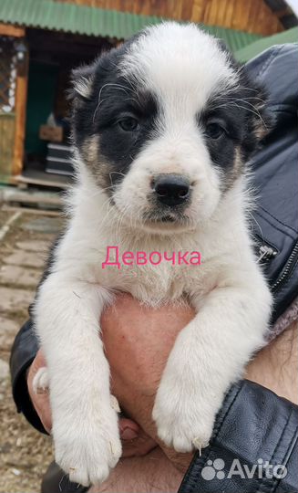 Среднеазиатская овчарка