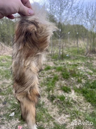 Лисий хвост натуральный