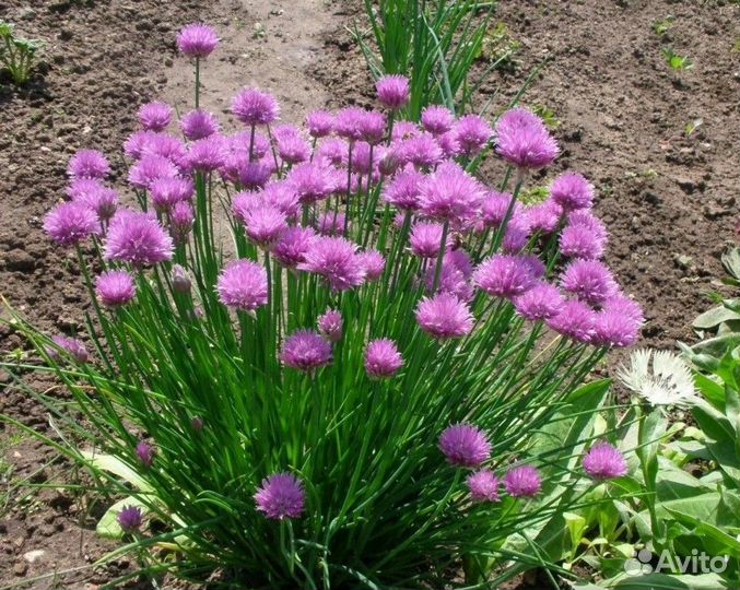 Садовые растения