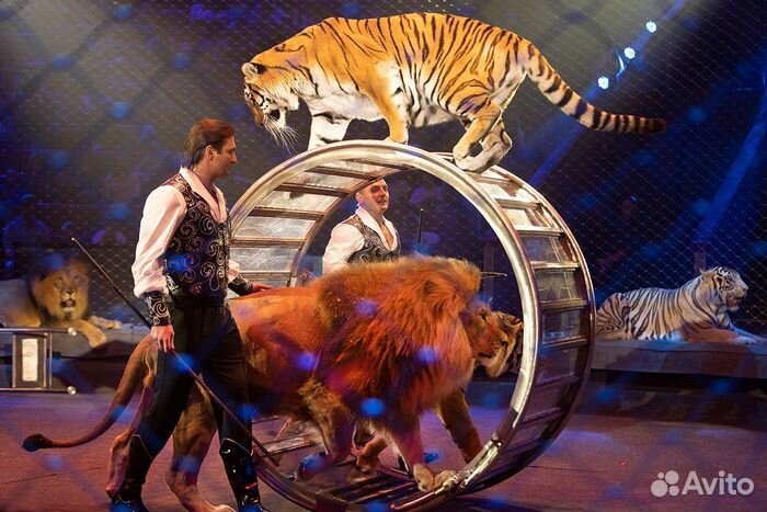 Цирк на Вернадского шоу «Больше меньше» Запашные
