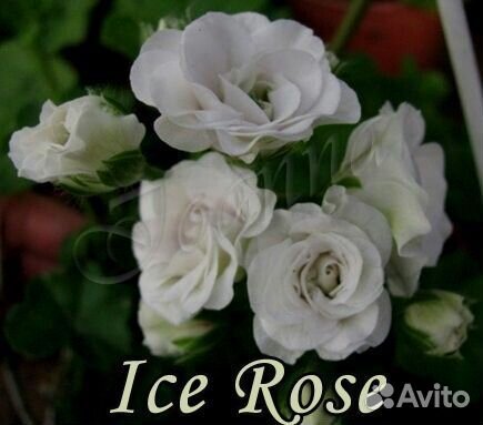 Пеларгонии сортовые (список внутри)